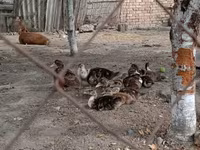 ڈومیسٹک مسکووی — تصویر 3