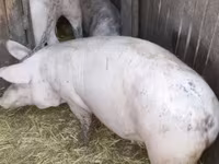 Babi (batch, jenis kelamin tidak disebutkan), Pigs — foto 5
