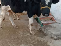 گاو نر, گاو — عکس 1
