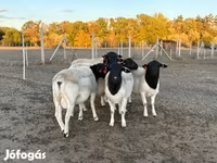 Овен, Dorper sheep — снимка 1