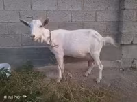 Эчки, Козулар — сүрөт 2