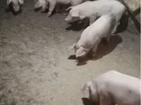 母猪, Pigs — 照片 2