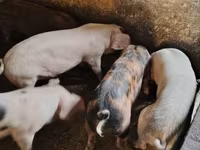 Sow, Pigs — photo 2