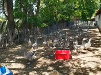 Geese — 6 зураг