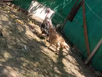 Geese — foto 2