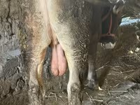 Bika, Swiss cattle — 1. fotó