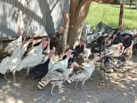 Turkeys — foto 6