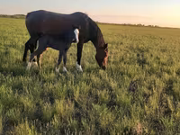Кобила, Kazakh horse — снимка 1