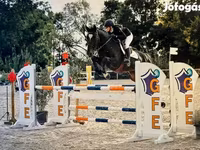 Hingst, Belgian warmblood horse — foto 1