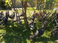Turkeys — عکس 2