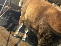 Krava, Swiss cattle — foto 2
