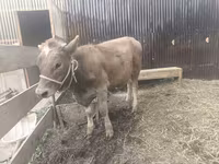 Krava, Swiss cattle — foto 3