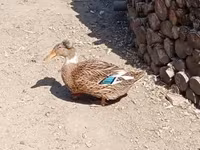 کاکل‌دار — عکس 3
