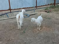 بز ماده, بز — عکس 3