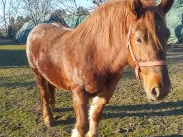 암말, Hungarian horse breed