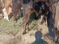 ثور, Simmental cattle — الصورة 5