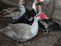 Ducks — 照片 4
