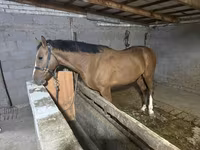 Hingst, Heste — foto 1