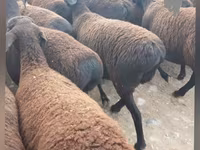 Brebis, Moutons — photo 2