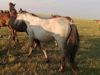 Faras dhaddig, Horses — sawirka 2