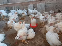 Chickens — foto 4