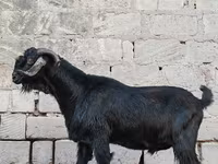 Ямааны ухна, Anatolian Black goats — 2 зураг