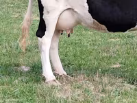 गाय, गोलस्टीन नस्ल — फ़ोटो 2