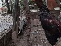 Chickens — عکس 2
