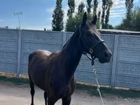 Hingst, Friesian sport horse — foto 1