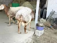 مینڈھا, Rhon sheep — تصویر 2