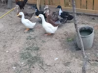 Ducks — foto 7