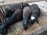 قوچ, Rhon sheep — عکس 1