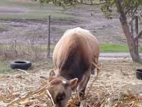 گاو نر, Simmental cattle — عکس 5