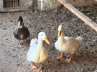 Ducks — ছবি 4