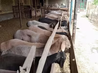 قوچ, Arashan sheep — عکس 1