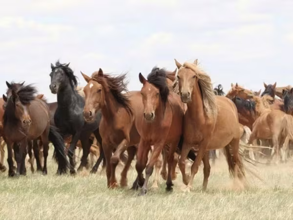 Cavalla, Horse breed