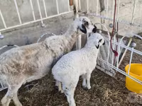 میش, گوسفند — عکس 2