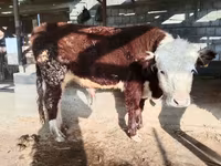 Stier, Simmental cattle — foto 6