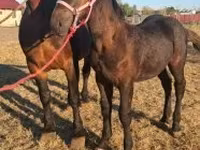 حصان, Percheron — الصورة 3