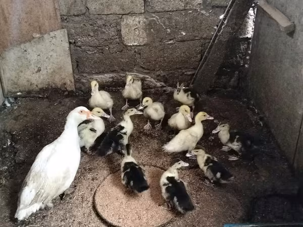 Ducks