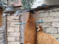 Beran, Blackheaded Persian sheep — foto 2