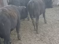 Toro, Bovini — foto 1