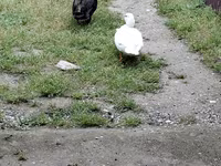 Ducks — sawirka 2