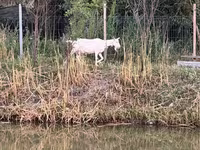 แพะตัวเมีย, Saanen goat — รูปภาพ 8