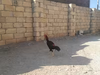 Chickens — sawirka 1