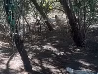 Chickens — عکس 3