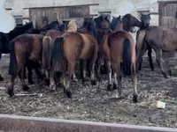 مادیان, Kazakh horse — عکس 1