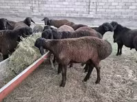 雄羊, Hissar sheep — 写真 4