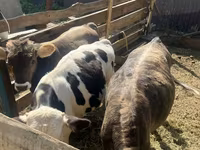 Toro, Russian Black pied cattle — foto 1