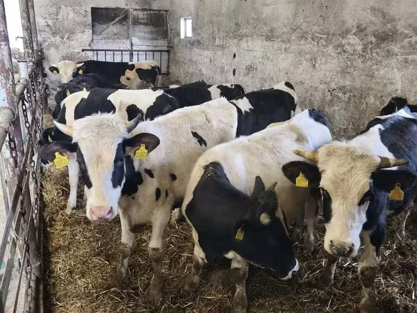 Bou, Russian Black pied cattle